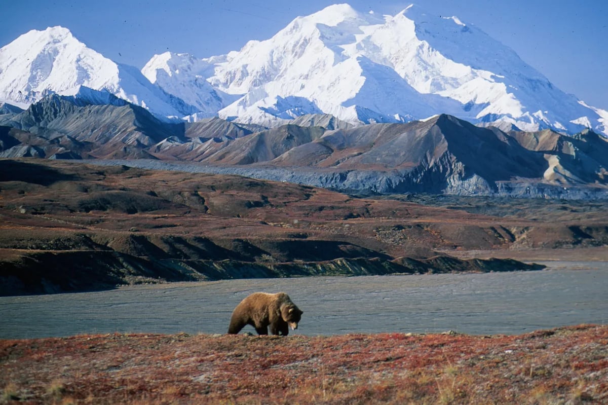 How To Plan a Denali National Park Trip - Tours, Lodges, Rail