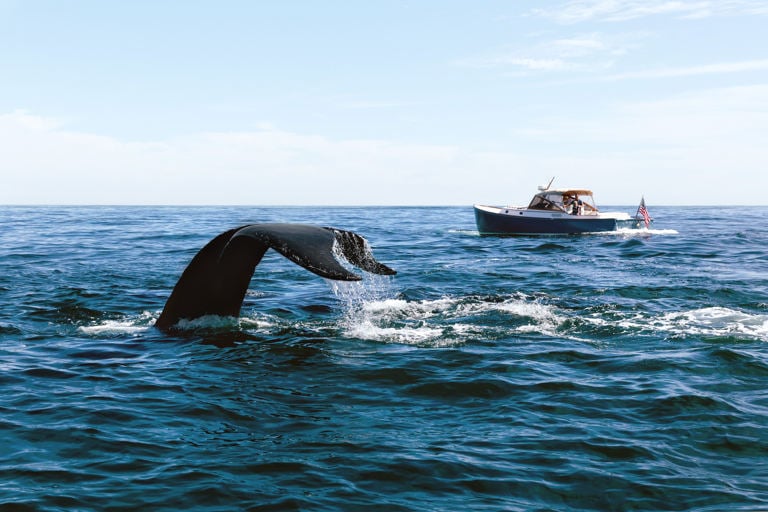 New Cape Cod Summer Spots and Underrated Island Escapes
