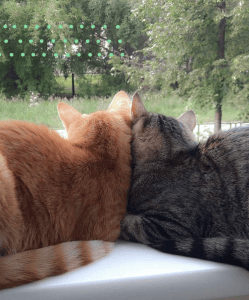 Routt County Humane Society Set for Low-Cost Cat Clinics