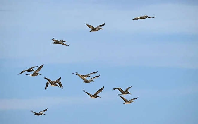 Texas Birdwatching Spots Shine This Summer