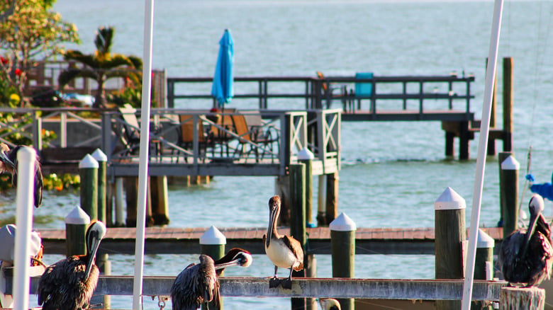 Florida Gulf Coast Marina Lands America's Best Fishing Trip For 2026