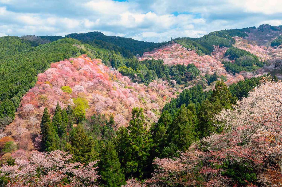 Japan's Top Cherry Blossom Spot Hides Beyond Tokyo, Kyoto