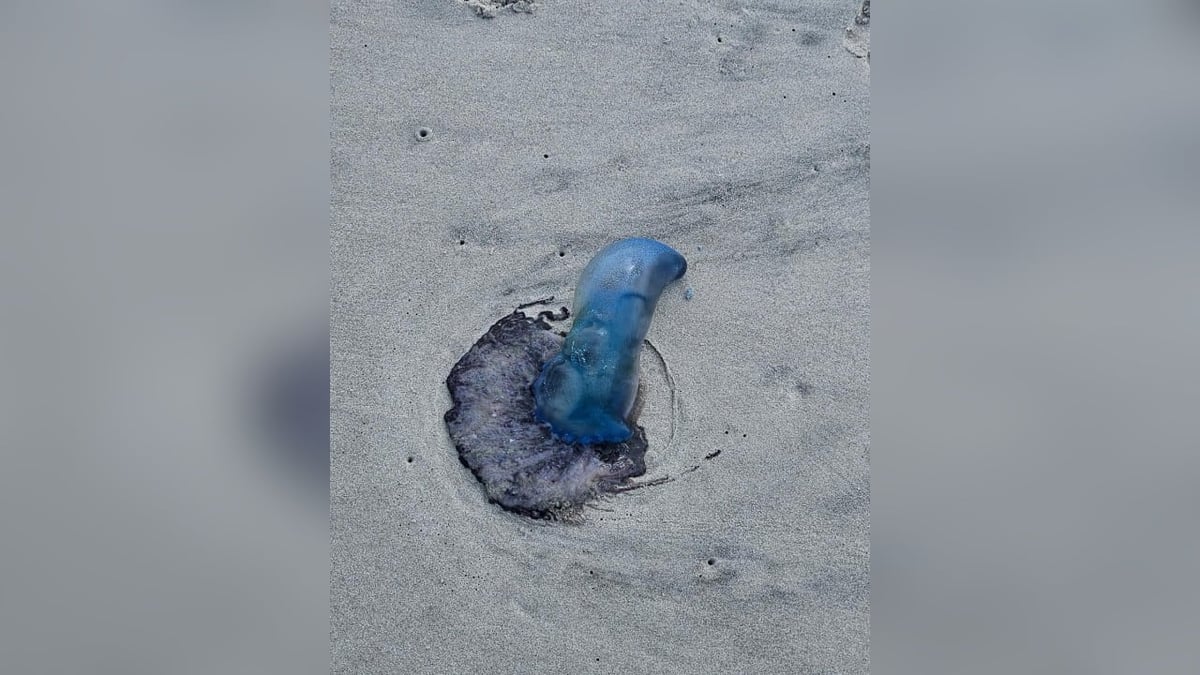Venomous Creature Washes Ashore At Popular Beach