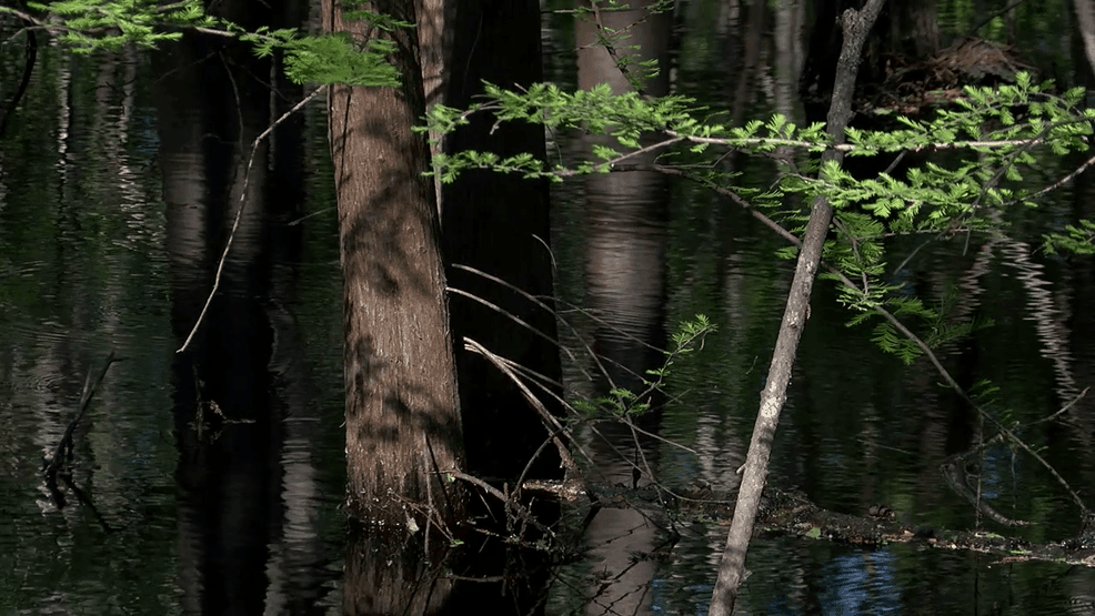 Georgetown County Nears First Wetlands Ordinance