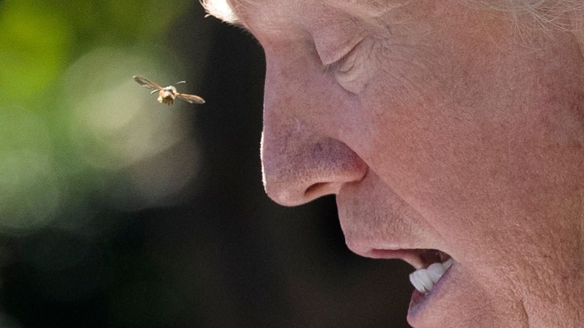 Bees Swarm White House Grounds