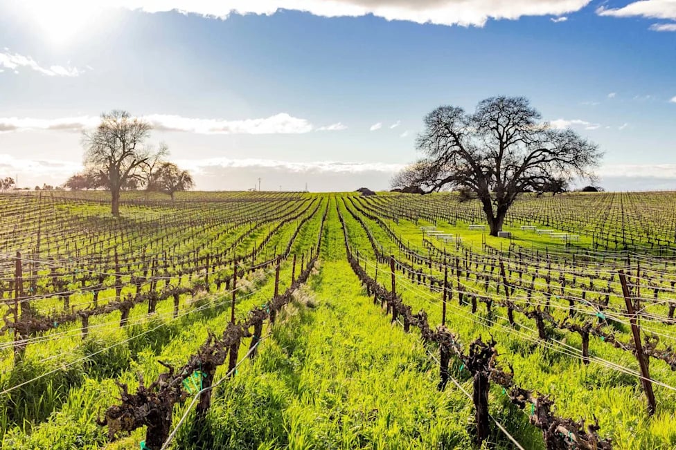 4 Western North American Wine Regions to Visit Next