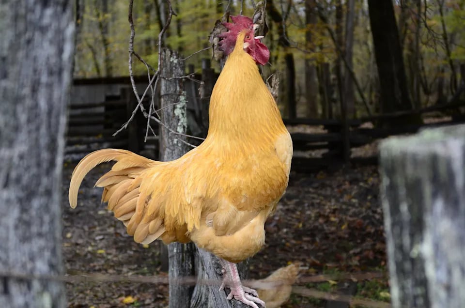 Where To See the Chickens of Oconaluftee in the Smokies
