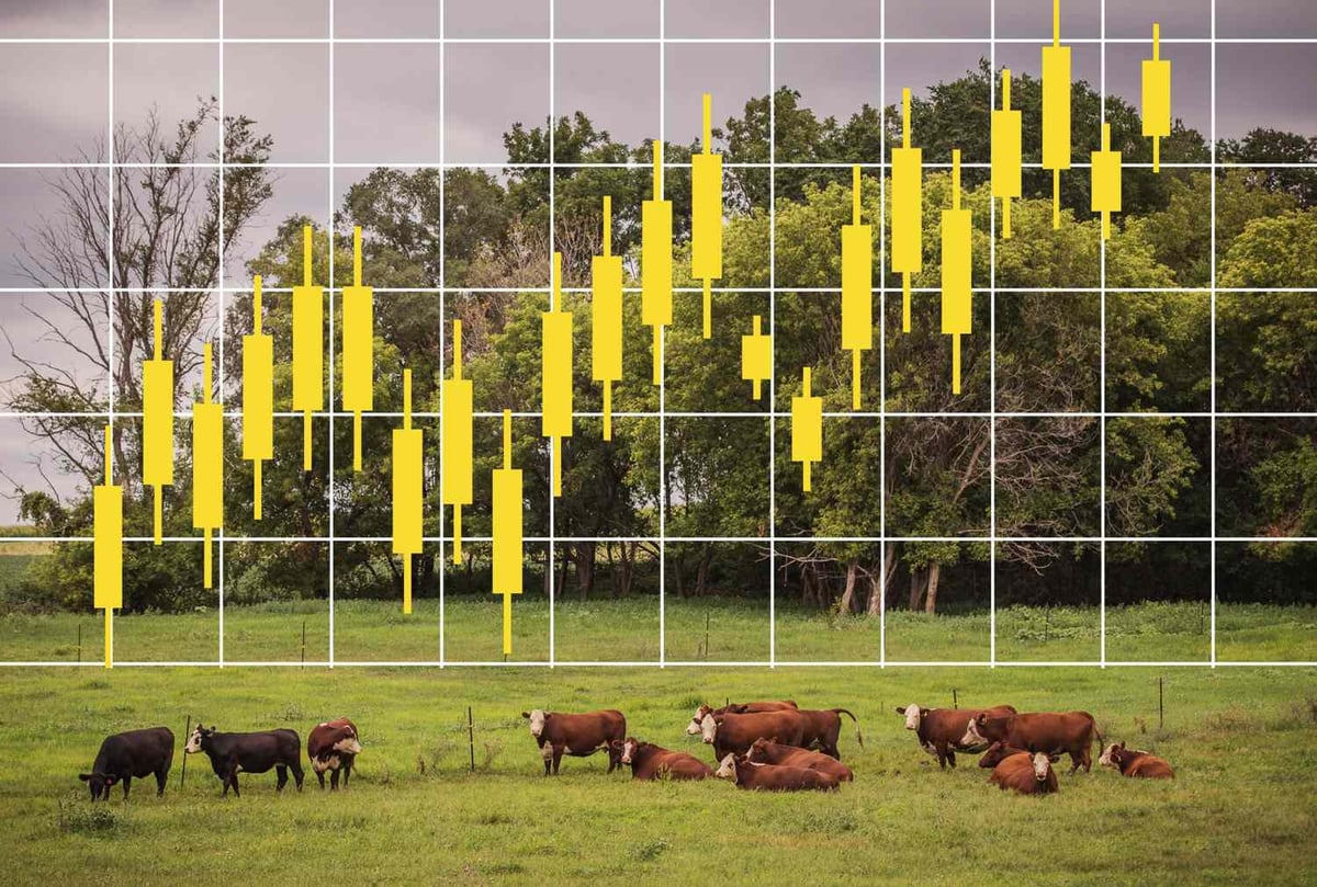 Feeder Cattle Close Nearly $5 Higher On Tuesday
