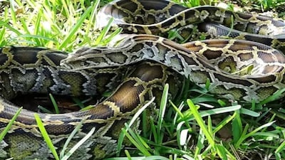 Burmese Python, Eggs Pulled From South Florida Sidewalk