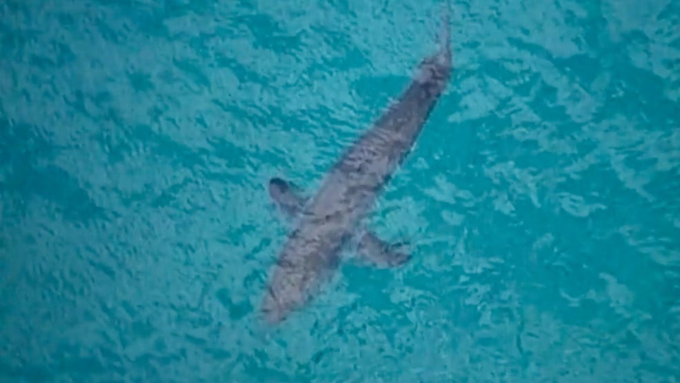 Shark Attack Reported at Panama City Naval Marina