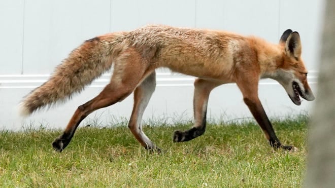 Fox Tapeworm Alert - New Parasite Found in Washington