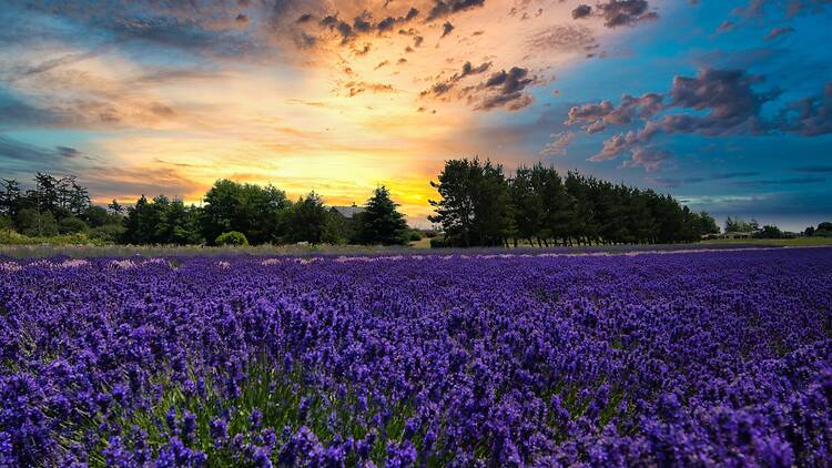 U.S. Lavender Fields Offer a France-Like Escape Without the Crowds