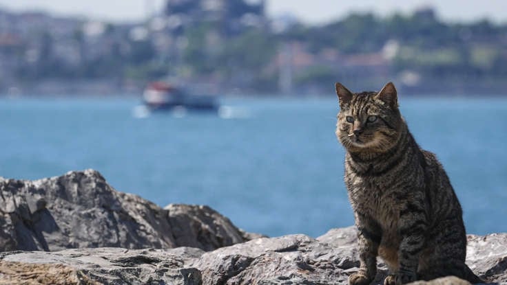 13 Cat Destinations Around the World for Feline Fans