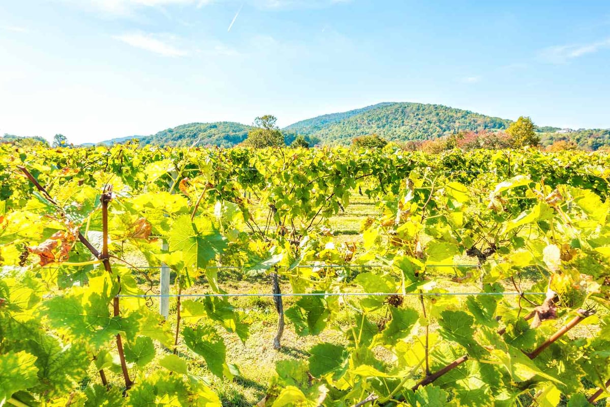 16 Must-Do Virginia Summer Experiences