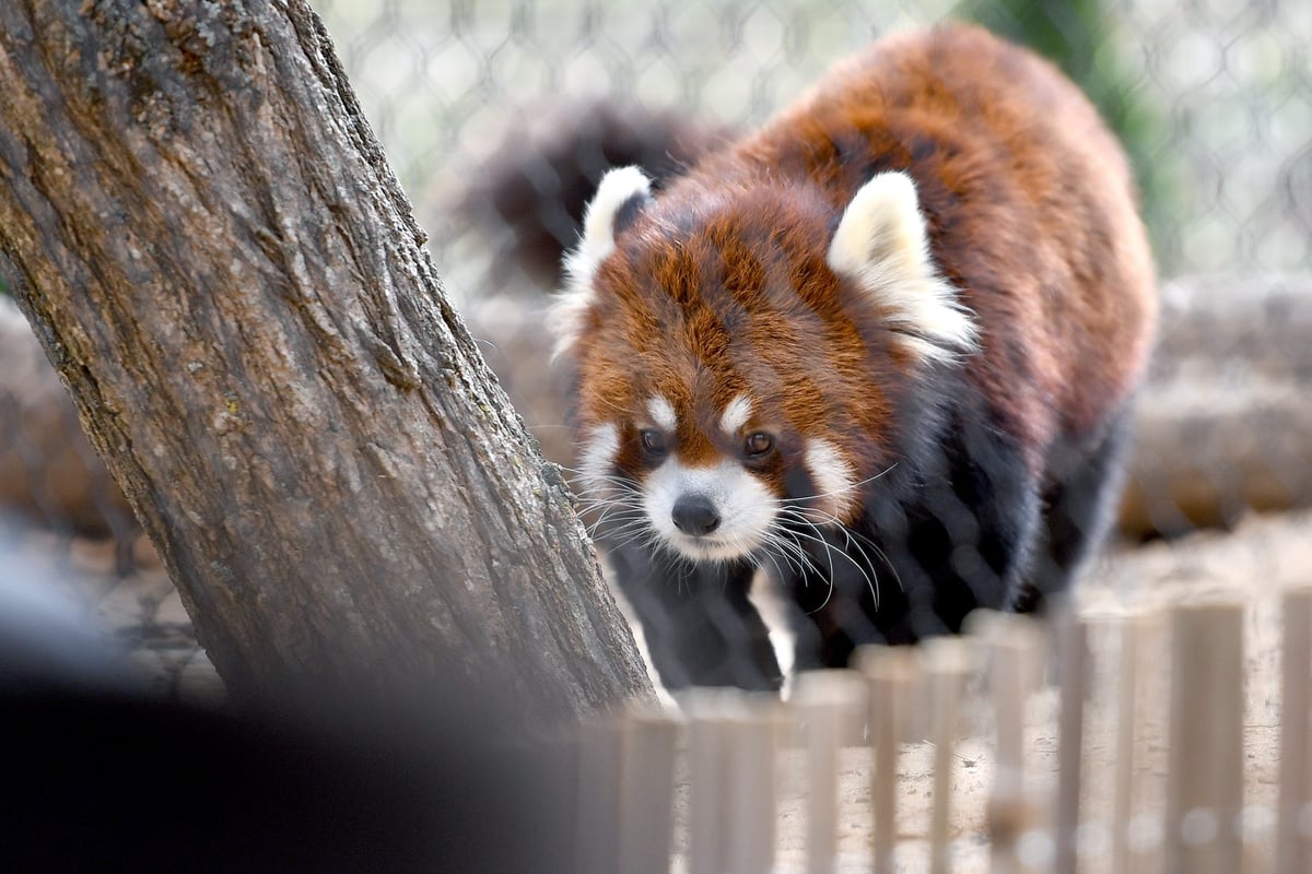 Western NC Nature Center Mourns Red Panda Phoenix