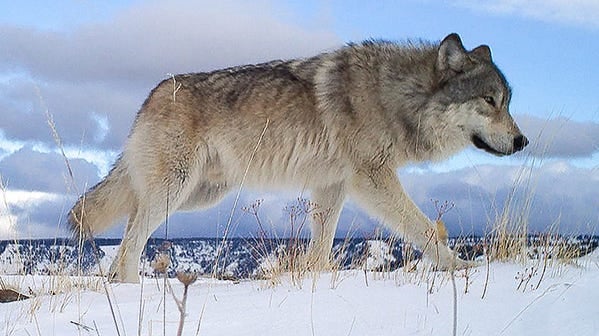 Police Seek Tips After Collared Wolf Is Shot Dead in Oregon
