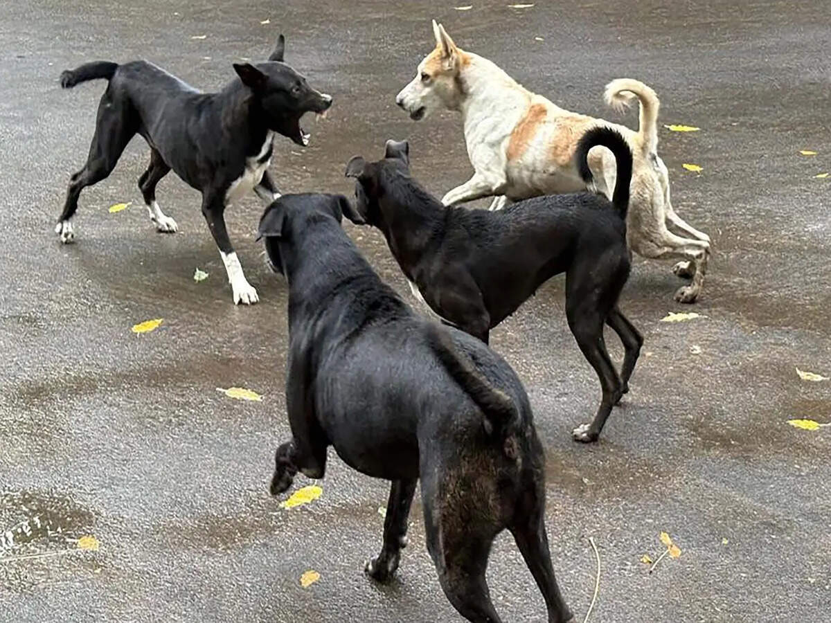 4-Year-Old Mauled by Stray Dogs Before Neighbors Rush In