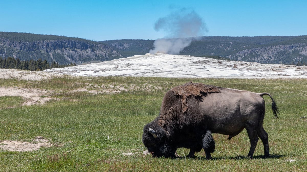 Yellowstone Tops Global Ecotourism With 4.7M Visits