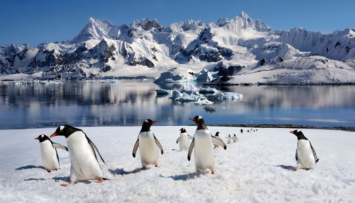 Best Time to Visit Antarctica for Wildlife