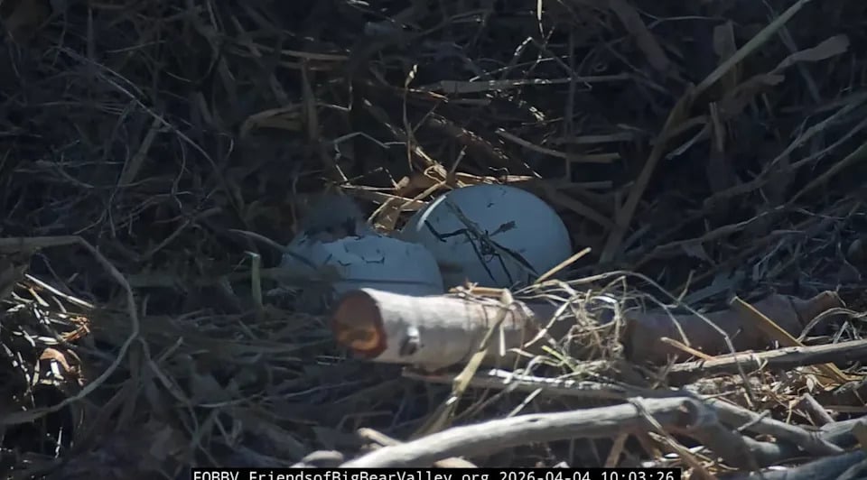 Eaglet Hatches for Jackie and Shadow in 2026 Nest