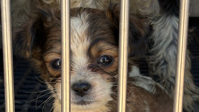 100-Plus Dogs Rescued From RV Draw $30,000 In Shelter Donations
