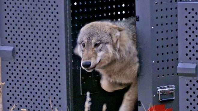 Colorado Rancher Says Employee Shot Wolf Pack Mother