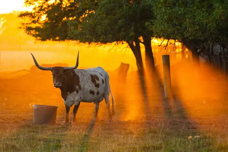 These Texas Spots Are Set to Wow Visitors