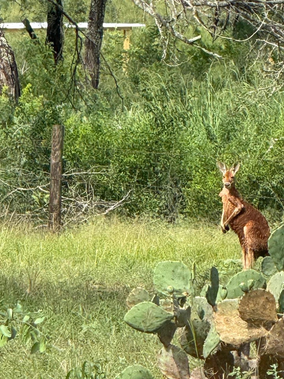Texas Suburb Deals With Kangaroo, Then Llama, In 2 Days
