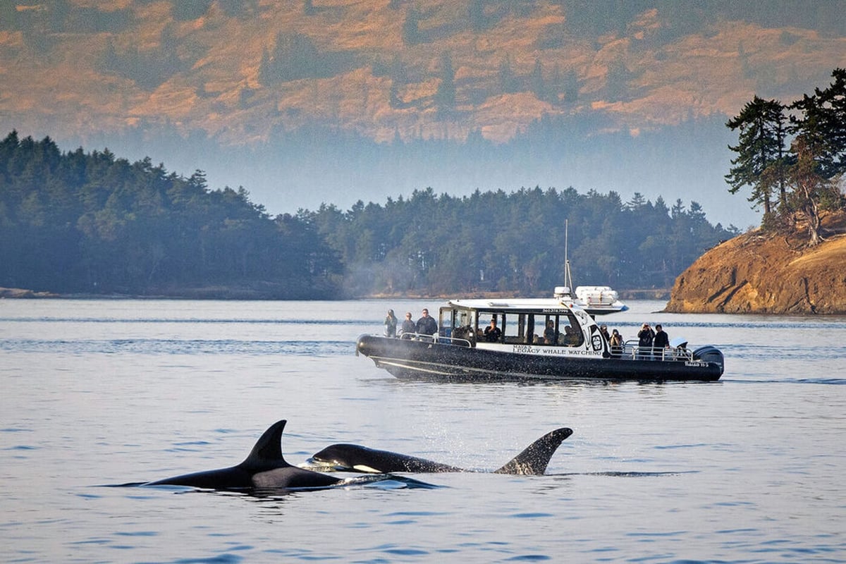 10 Best Whale-Watching Tours in the U.S.