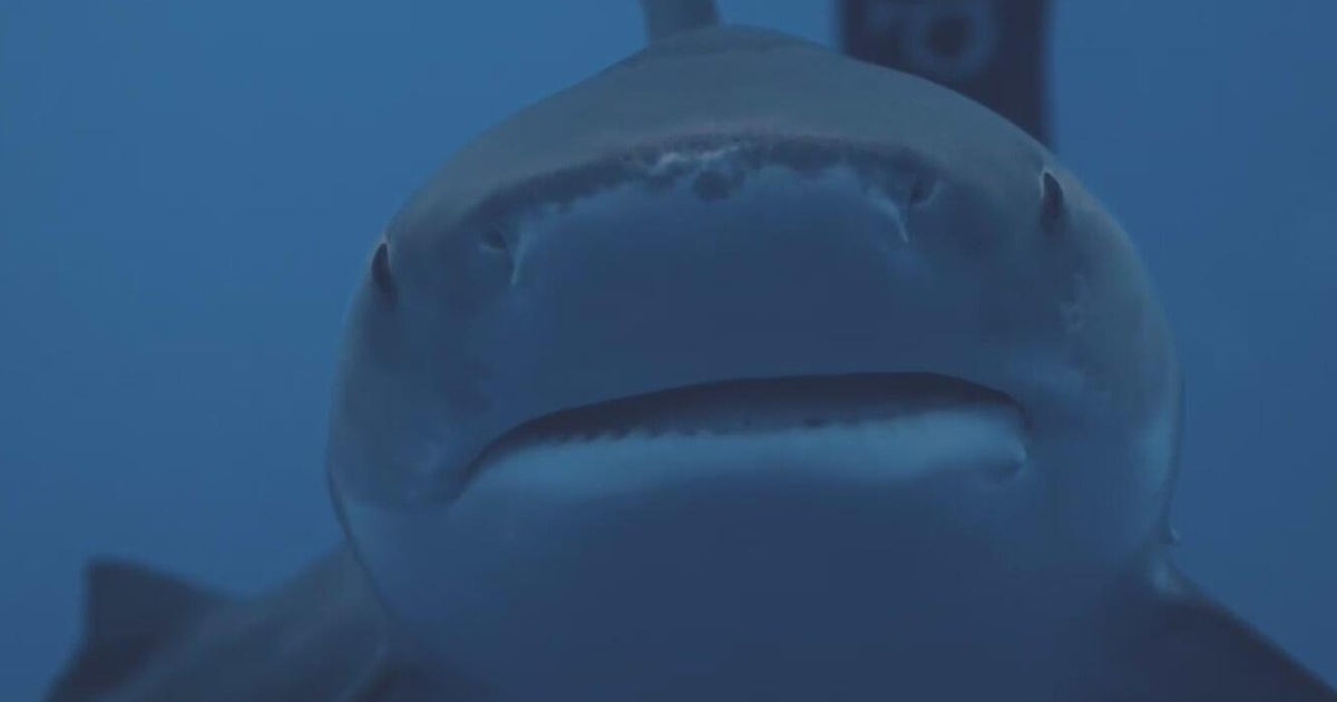 Shark Divers Blast Florida Safe Seas Act As A Double Standard