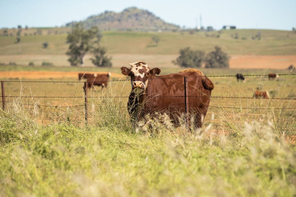 White House Tweaks Beef Policy After Industry Backlash