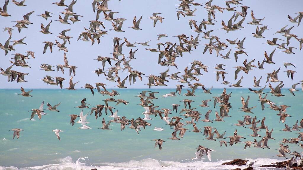 7 Top Australian Birdwatching Spots