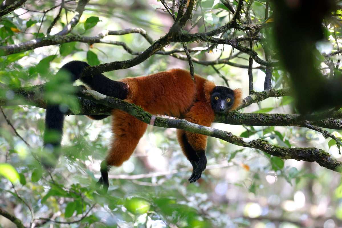 Commercial Breeder Tapped to Represent US at Wildlife Trade Summit