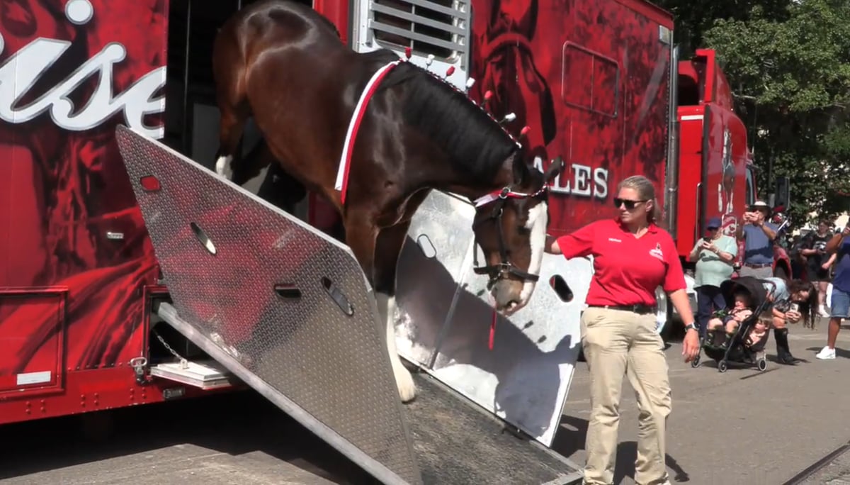 Budweiser Clydesdales Stop In Savannah For America 250