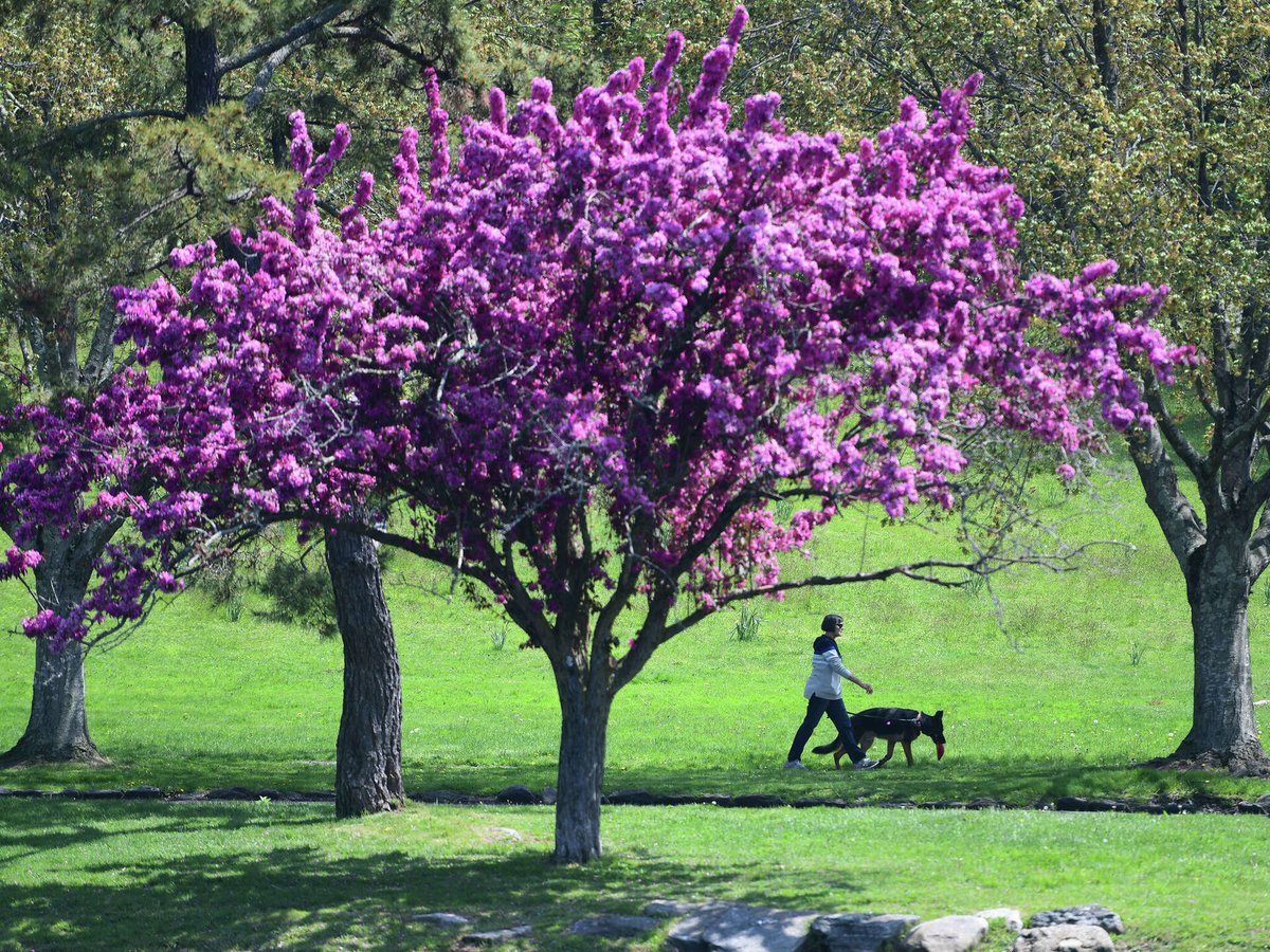 Greenwich Park Nominated for Top US City Parks