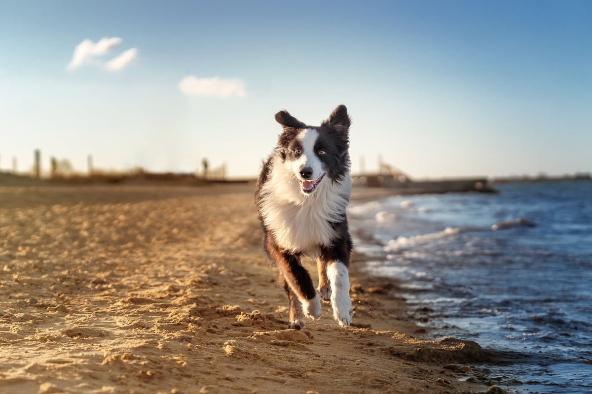 Best Dog-Friendly Beaches Across the U.S. in 2026