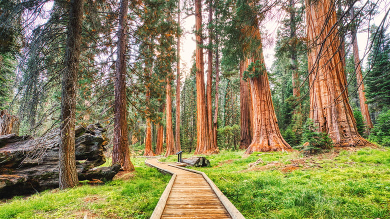 9 State and National Parks Near Bakersfield, California