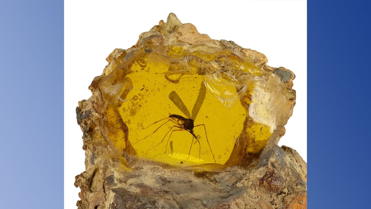 Jurassic Park Mosquito Prop Sells for 3K Jurassic Park Mosquito Prop Sells for 3K