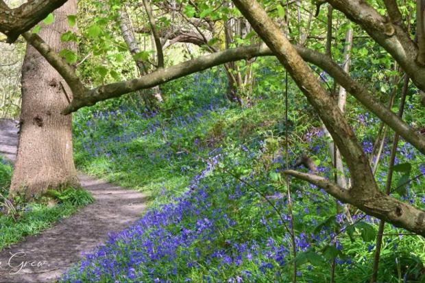 Top Bluebell Displays on Isle of Wight