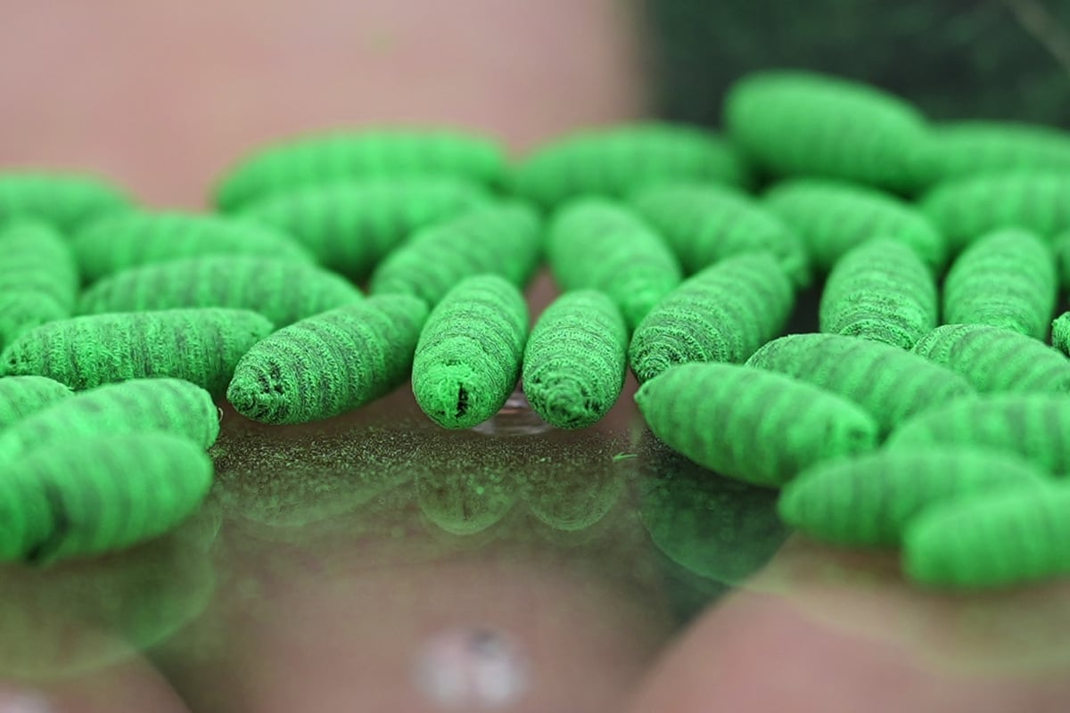 Texas Cattle Face Screwworm Threat As Politics Start Flying