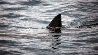 Naval Base Worker Bitten By Shark In Florida