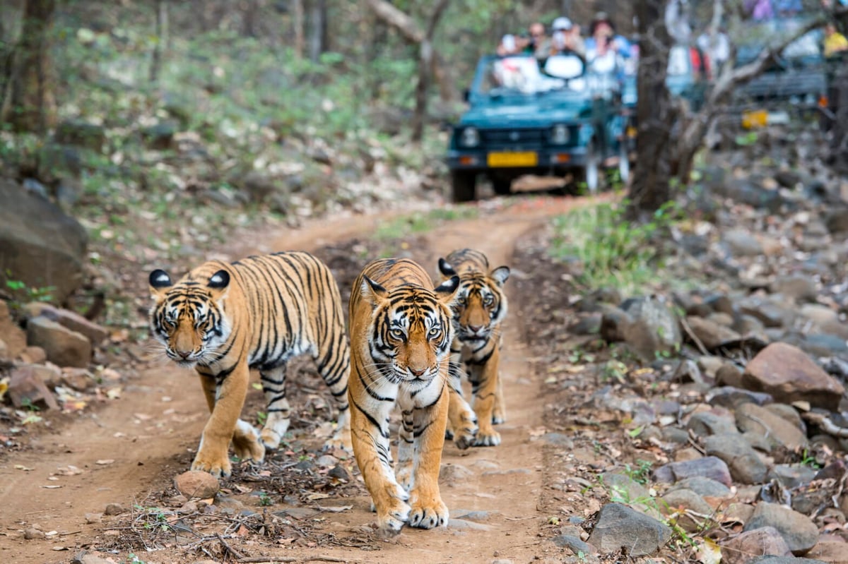 Popular Safari Destination Bans Phones to Protect Tigers