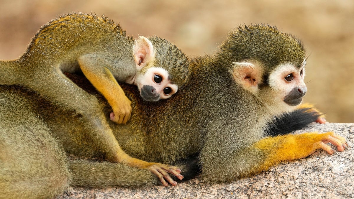 Study Warns Of Surge In Primate Sales On Social Media