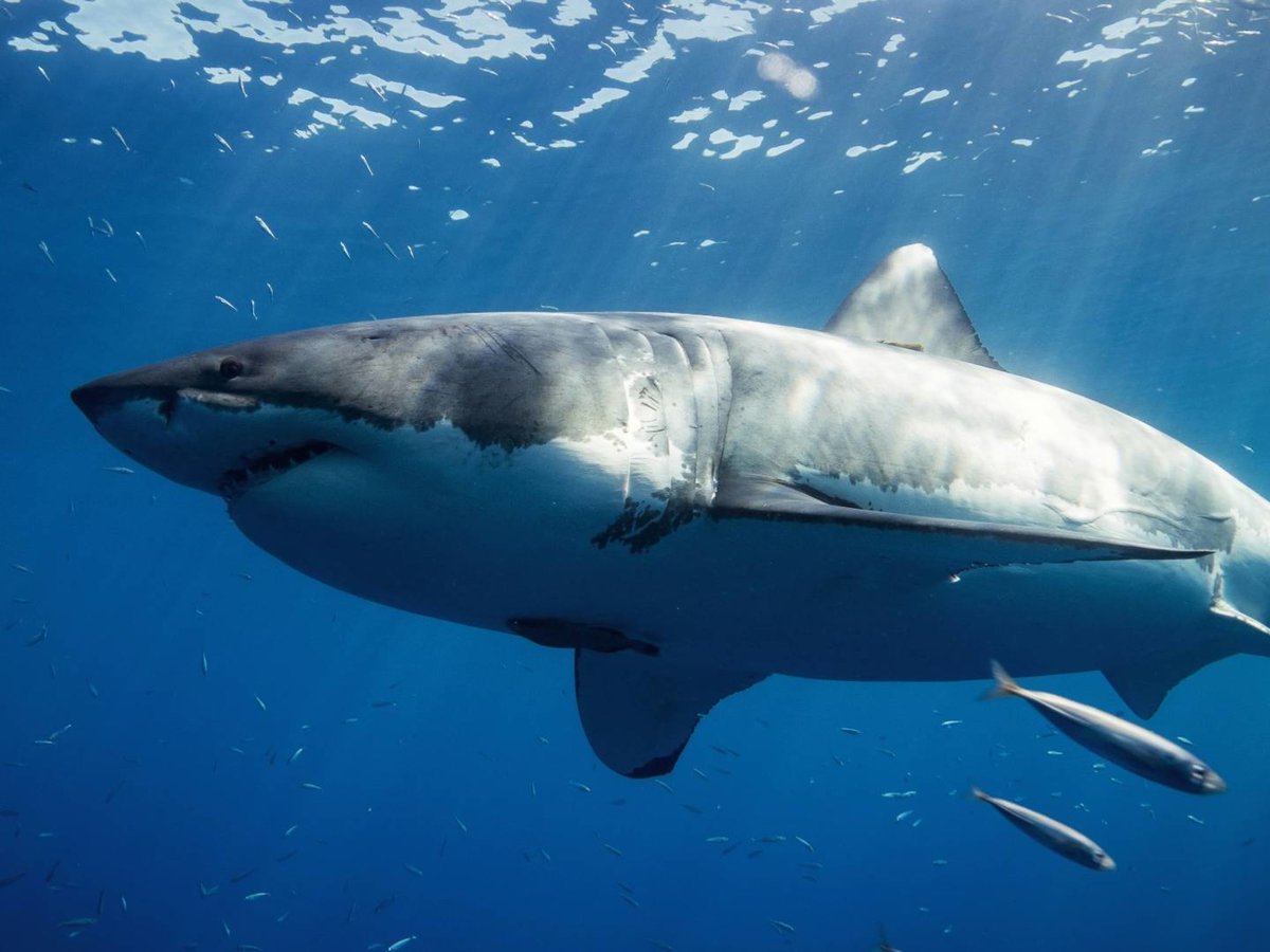 Florida Tops U.S. in Shark Bites - Traveler Tips