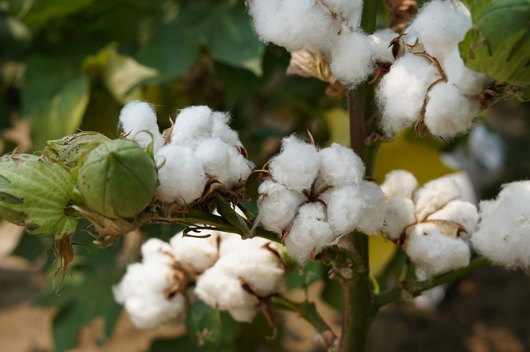 ICE Cotton Futures Mixed After Two-Month Low