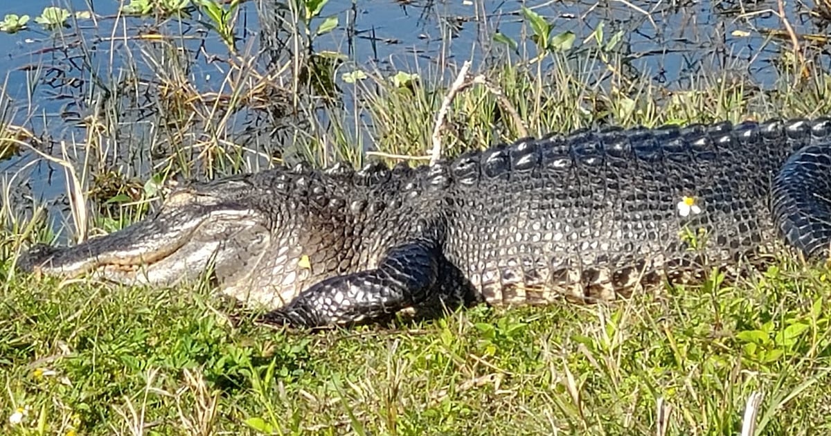 8-Foot Alligator Wanders Into Texas Stables