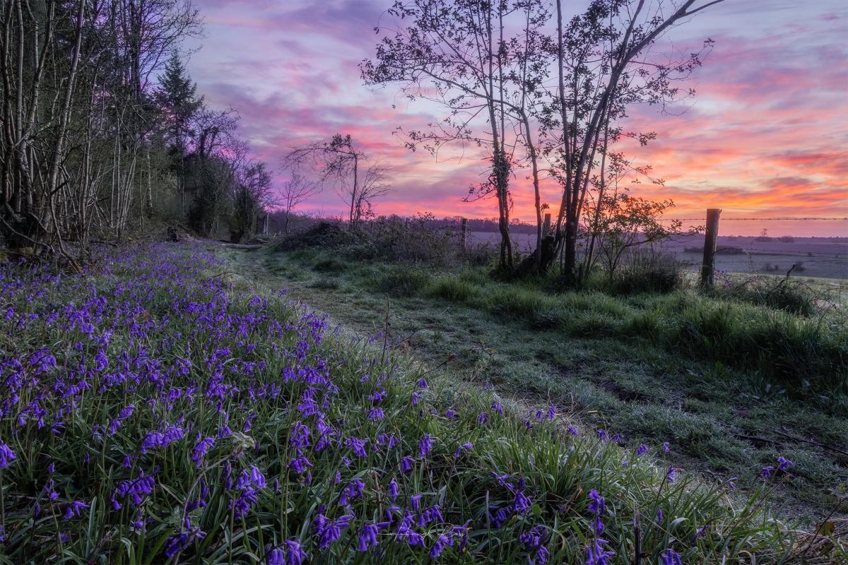 Hampshire's Best Bluebell Blooms This Spring