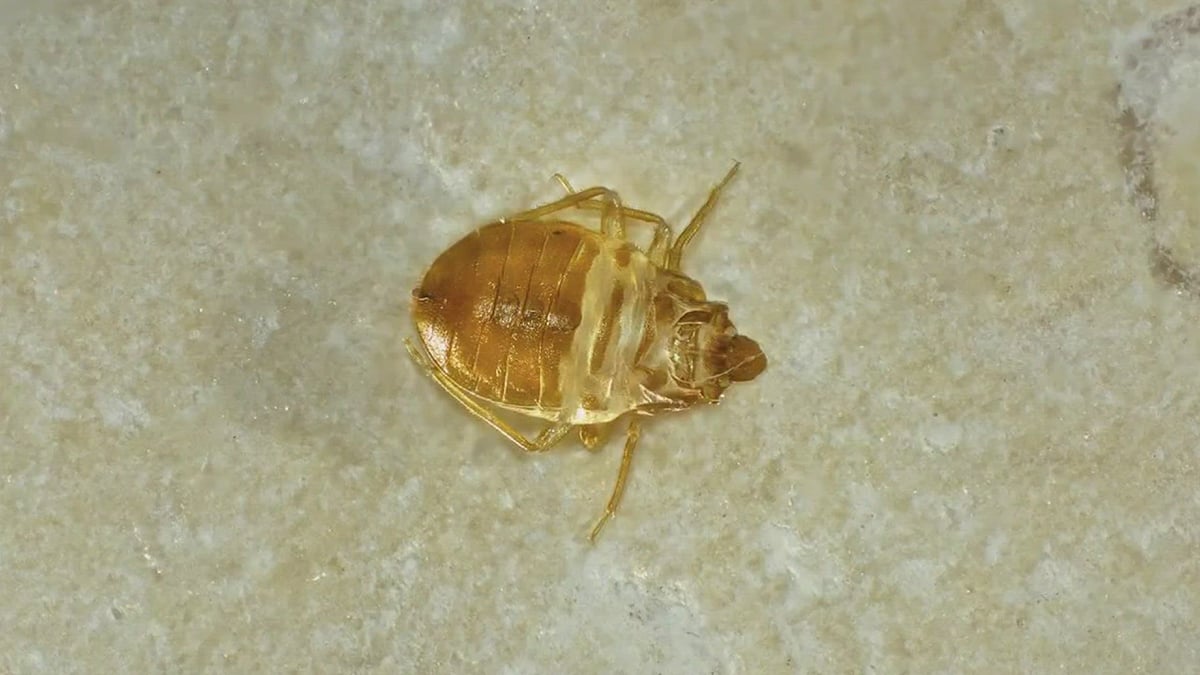 50 Worst Cities For Bed Bugs: Is Yours On The List?