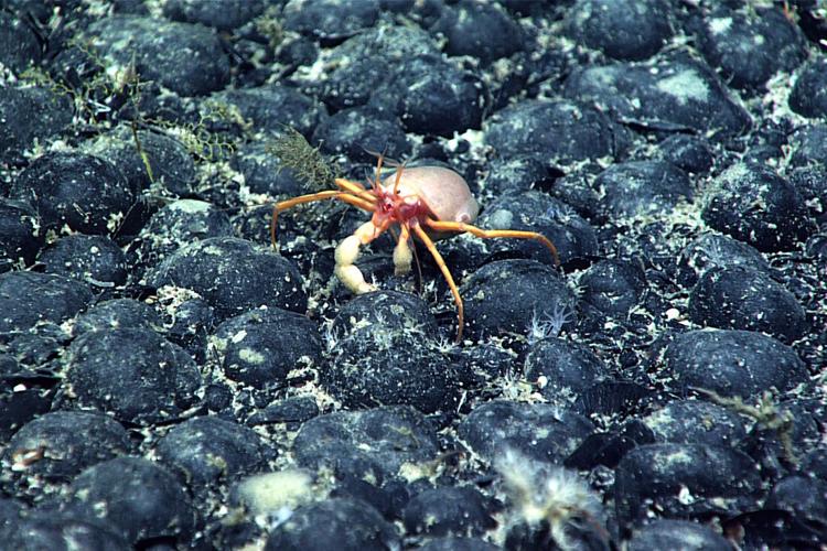 Trump Order Sparks Deep-Sea Mining Rush