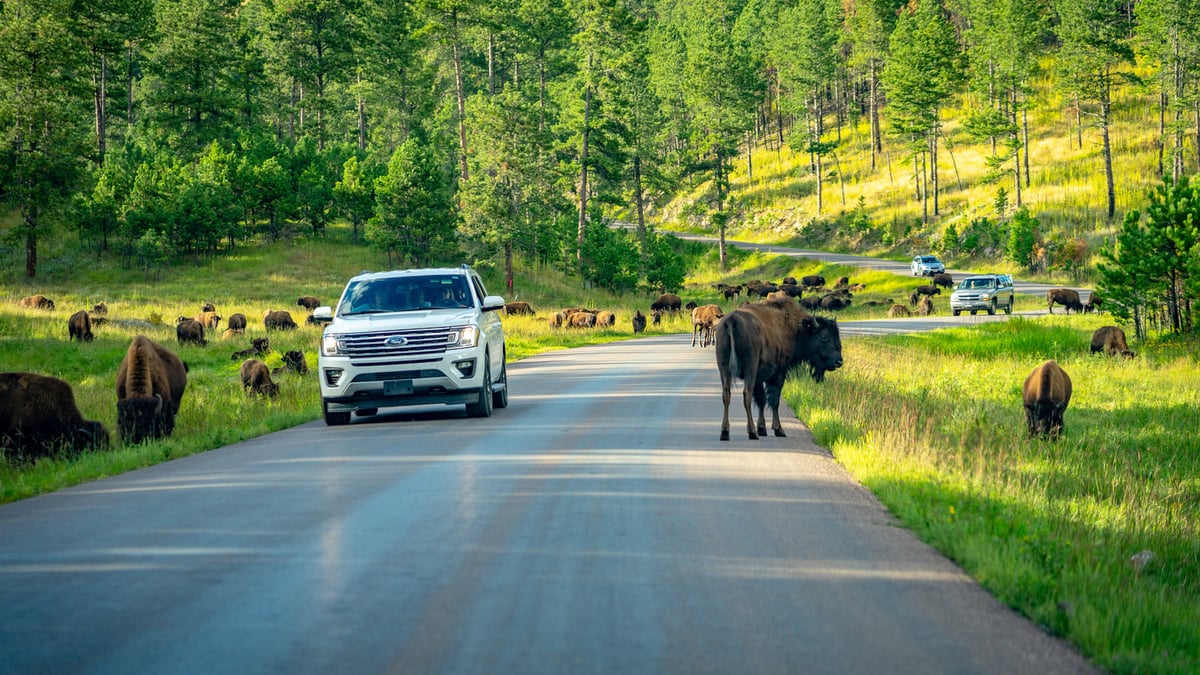 Escape the Crowds: See Bison at Secret U.S. National Parks